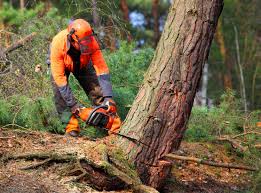 Best Tree Preservation Services  in Palm Shores, FL